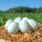 1玉300円！東北牧場の平飼い有精卵「青玉」。鶏たちの餌にもこだわった、世界唯一の残留農薬０の卵。