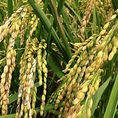使用しているお米ももちろん大西農園。