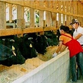 【鹿児島は日本一の和牛生産地】鹿児島黒牛は、日本一の和牛産地 鹿児島で育てられた黒毛和牛のブランド名です。きめ細かな美しい霜降りならではのまろやかなコクとうま味には自信があります。また公的な食肉検査はもちろんのこと、独自の衛生検査により安心していただける美味しさをお届けします。