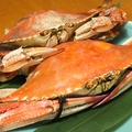 料理メニュー写真 渡り蟹を使ったお料理