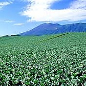 地元の農家さんに直接出向き、旬な食材やおすすめの調理方法などに触れています！その季節ならではのお野菜を知れるのも魅力のひとつです♪