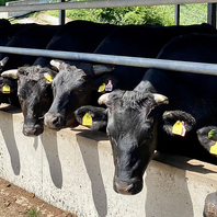 熟練の職人が見極める、上質な肉をご提供しております。