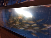 活きアジの泳ぐ水槽◎新鮮でおいしいお魚が食べれますよ♪