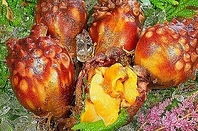石巻産 活ほや入荷