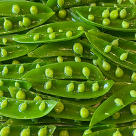 毎朝仕入れる旬の食材を使用