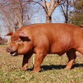 三元豚は豊かな土壌と綺麗な空気、綺麗な水の元飼育された幸せな豚です。厳選した麦を中心に飼育することで臭みがなくきめ細やかな肉質の豚に育ちます。三大豚3品種を掛け合わすことで生産される三元豚はそれぞれのいいところがぎゅっと詰まった豚になります。