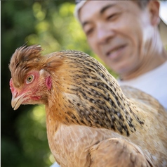 焼き鳥食べ放題人気コースを