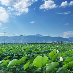 れんまるカフェのコース写真
