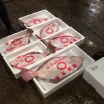 【市場直送買付け！ピチピチお魚】新鮮な魚介類だけを使用しています◎