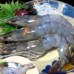 大きな海老のお刺身