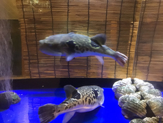 春日のコース写真