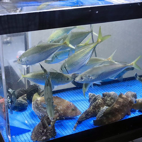 ！【活魚】店内水槽で活かしてあるので鮮度◎、ご注文頂いてから1匹捌きます！