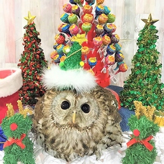 あうるぱーくフクロウカフェ池袋西口では季節・イベントなどで店内の装飾が変わります「クリスマス装飾」