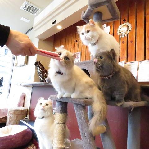 猫カフェ 楽天 カフェ スイーツ の雰囲気 ホットペッパーグルメ