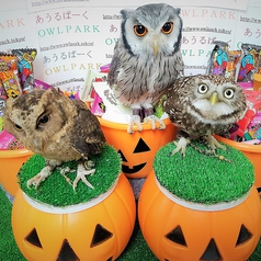 あうるぱーくフクロウカフェ池袋西口季節・イベント限定飾り「ハロウィン」