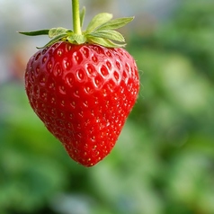 リストランテ アンジェロのコース写真