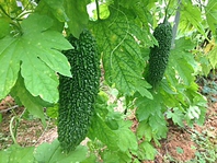 自家農園の無農薬野菜を使用