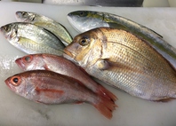 豊洲市場及び黒部漁港より取り寄せた鮮魚