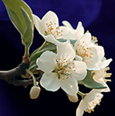 The Buzz ザバズ 池袋のコース写真