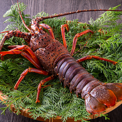 勢海老のお造り／伊勢海老焼／伊勢海老煮