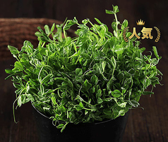豆苗(一人前)