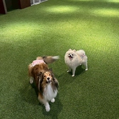 人工芝なので安心