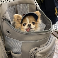 ワンちゃん歓迎の店内席