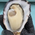 料理メニュー写真&nbsp;徳島県鳴門産 ウチノ海ダイヤモンド 1個