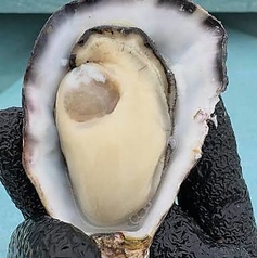 徳島県鳴門産 ウチノ海ダイヤモンド 1個
