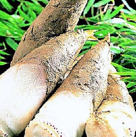 京都　樫原産　幻の「白子筍」を使用した懐石料理を特別な和の空間で☆