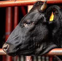 神戸牛をはじめとする厳選黒毛和牛をお楽しみください！