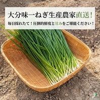 生産農家直送！圧倒的な鮮度と甘みを誇る大分味一ねぎ