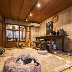 保護猫カフェneu ネウのコース写真