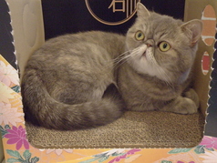猫カフェニャンシーのコース写真