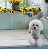 犬の撮影スポット