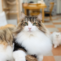 Cat Cafe にゃんことの写真