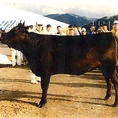 【お肉へのこだわり】通常より長く飼われ大切に育てられた希少な雌牛