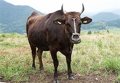 神戸牛、淡路ビーフの母牛
