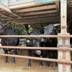 黒毛和牛を育ててます