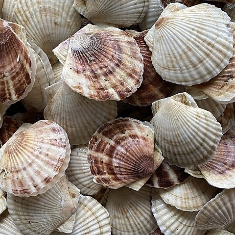 SOUP STAR ̃}[[^ і{X