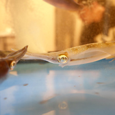 和牛もつ鍋さい四大名物！毎日呼子から直送『活きイカ造り』