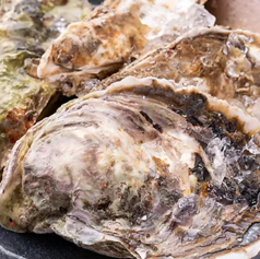 【新鮮にこだわり】旨味がたっぷり 詰まった真牡蠣・岩牡蠣を堪能の写真