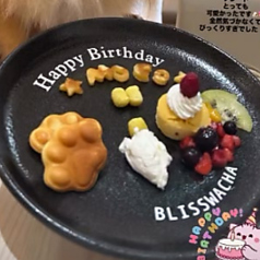 ドッグカフェ＆パーク Bliss Wachaの特集写真