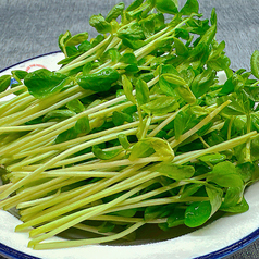 豆苗