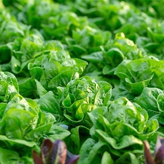 "新鮮野菜"で作るナムルやサラダも大人気♪