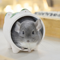 駅近でアクセス抜群◎たくさんの小動物たちがお出迎え