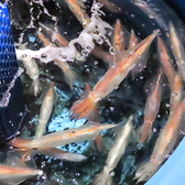 【生簀】店内に泳ぐ活やりイカ!生簀から新鮮な活魚をお届け!その日の入荷でさばきたてが食べられます!佐賀での飲み会やご宴会に是非ご利用ください。