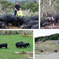 自社農場から直送！鮮度抜群のもつ焼きをご賞味ください