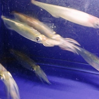 生簀からの新鮮!!海鮮★