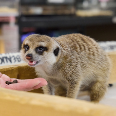 小動物カフェ ROCK STAR ロックスター なんばパークス前店の写真